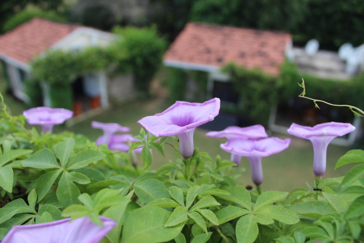 Pushkar Resort Eksteriør bilde